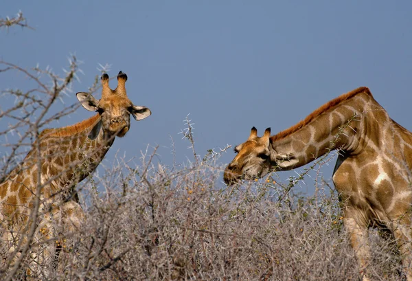 Girafa comendo flores de acácia , — Fotografia de Stock