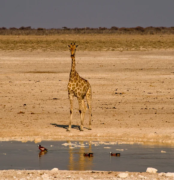 Żyrafa w waterhole — Zdjęcie stockowe