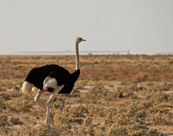 savannah çalışan deve kuşu