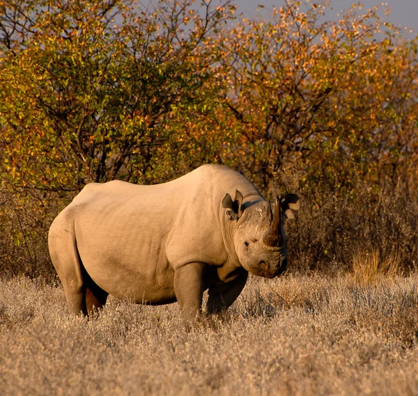 검은 코뿔소 — 스톡 사진