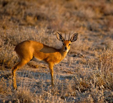 küçük antilop steenbok