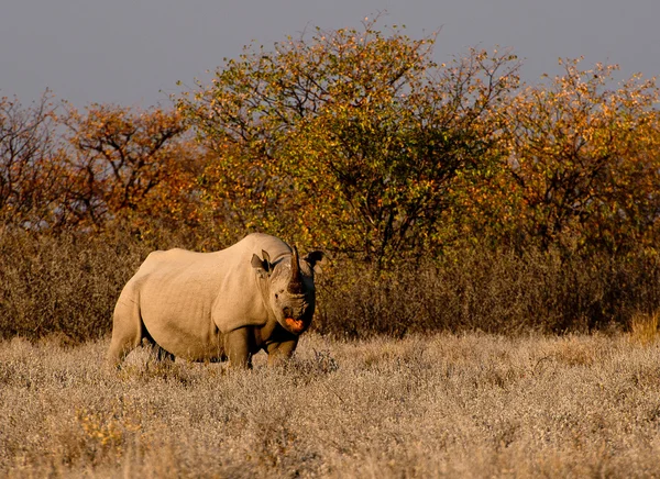 Nosorožec dvourohý jíst trávu — Stock fotografie