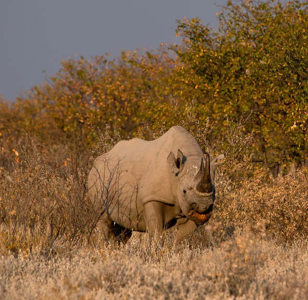 Rinoceronte negro comiendo la hierba — Foto de Stock