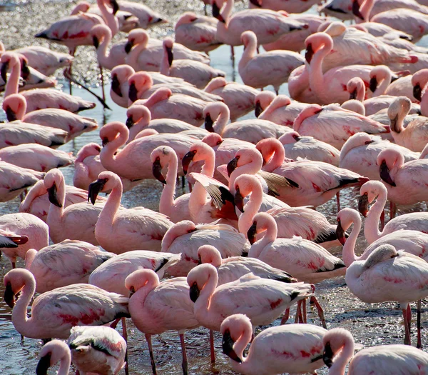 Flock of flamingo in walvis bay — Stock Photo, Image