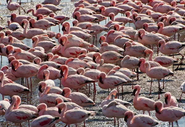 Flock of flamingo in walvis bay — Stock Photo, Image