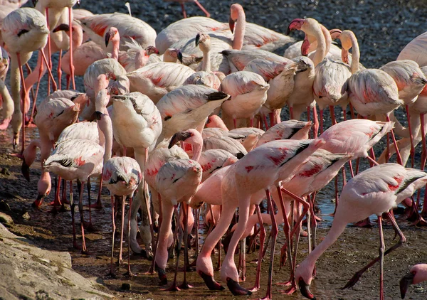 Flamingo в поисках пищи — стоковое фото