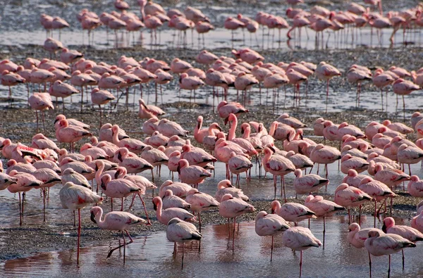 Flamingo i walvis bay — Stockfoto