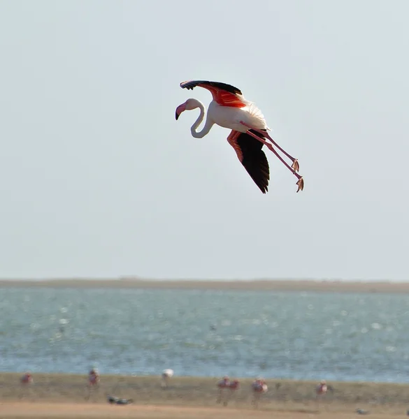 Flamingo antes del aterrizaje —  Fotos de Stock