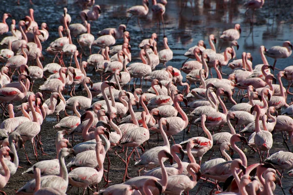 Фламинго бежит к воде — стоковое фото