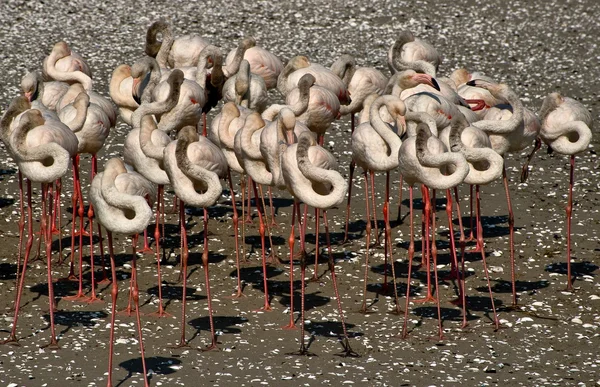 Schlafender Flamingo — Stockfoto