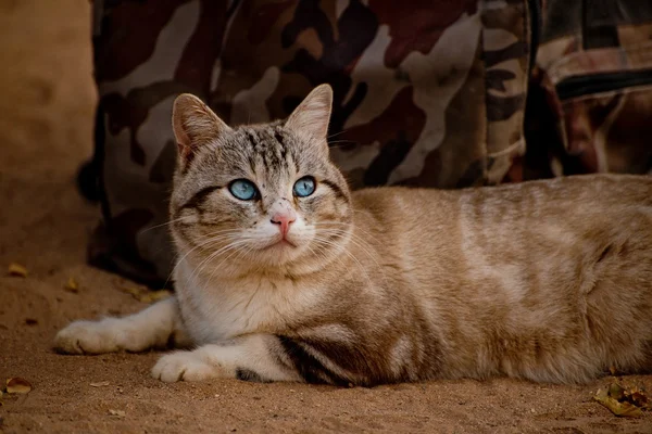 Blue eyed cat at wild — Stock Photo, Image