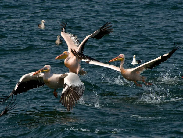 Os pelicanos decolam da água — Fotografia de Stock