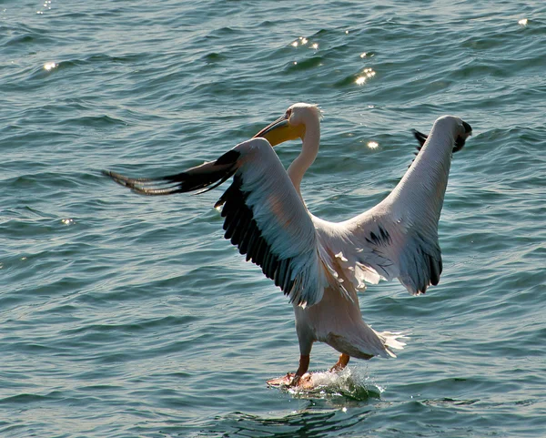 Pelikanen landar på vatten — Stockfoto