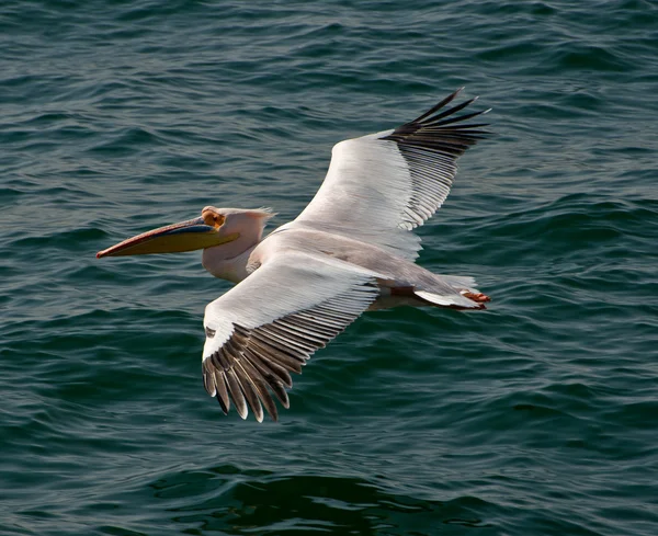 Pelikan uçan — Stok fotoğraf