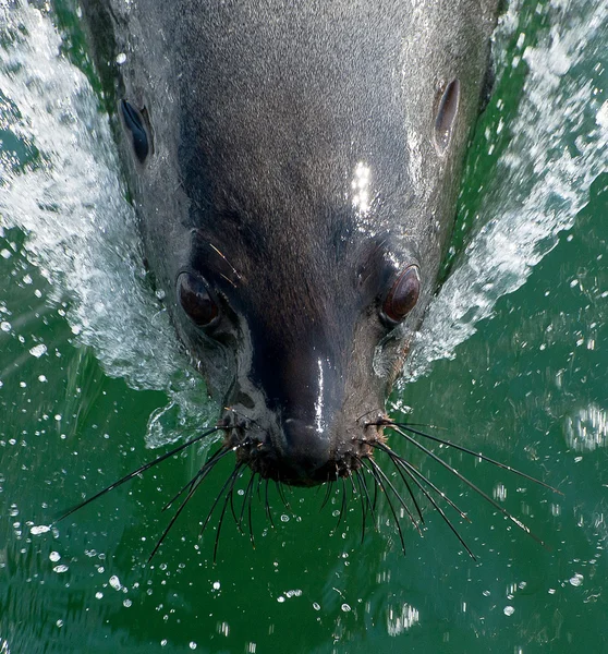 Sweamming seal — Stock Photo, Image