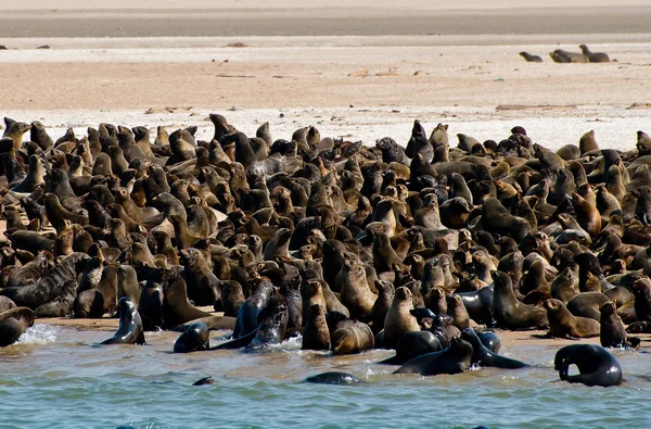 Колония меховых тюленей — стоковое фото