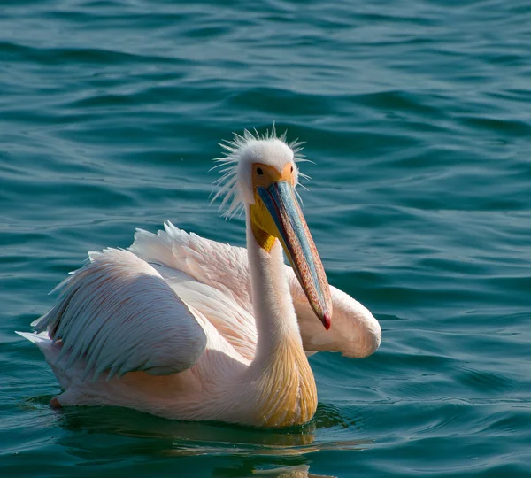 büyük beyaz Pelikan