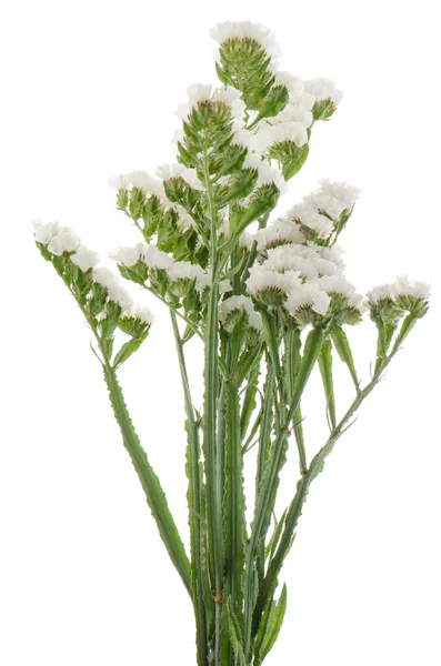 Witte statice bloemen — Stockfoto