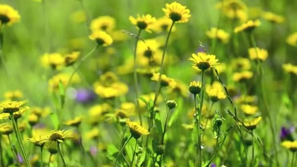 Flores amarelas da margarida — Vídeo de Stock