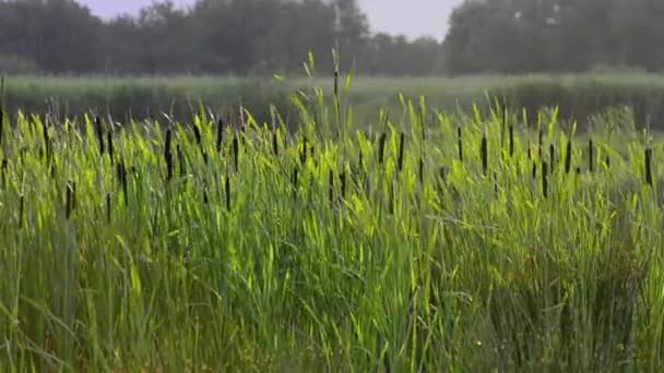 Marsh reed close-up — Stockvideo