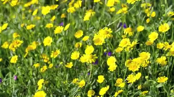 Yellow daisy flowers — Stock Video