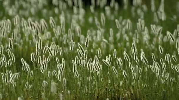 Трава на вітер — стокове відео