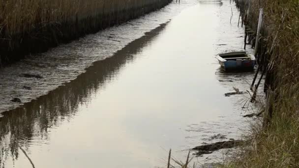 Vissersboot in de buurt van riet — Stockvideo