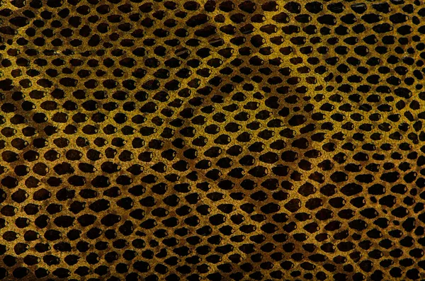 Texture cuir peau de serpent — Photo