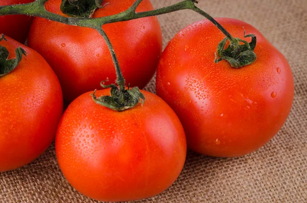 Tomates cerises vigne — Photo