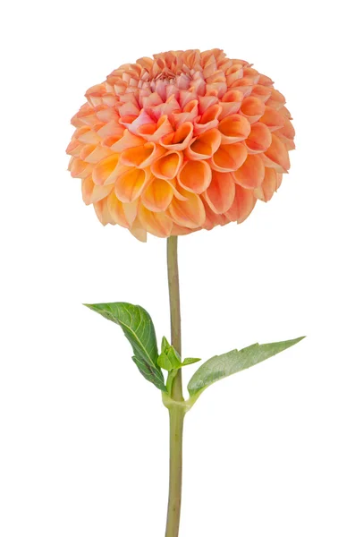 Orange Dahlienblüte — Stockfoto