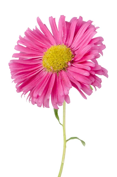 Pink daisy flower — Stock Photo, Image