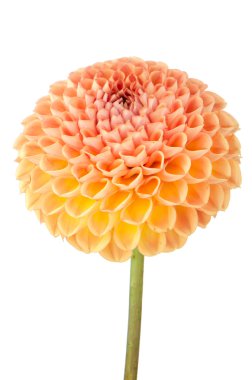 Turuncu dahlia çiçeği