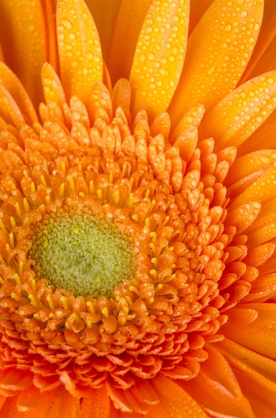 Orange gerbera daisy — Stockfoto