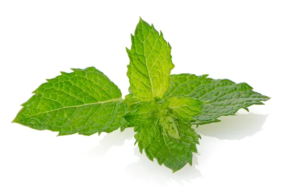 Fresh mint close up — Stock Photo, Image