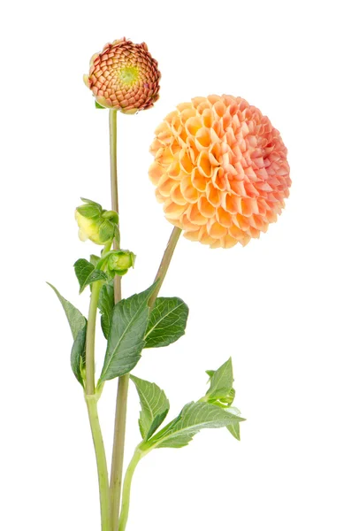 Dahlia oranžový květ — Stock fotografie