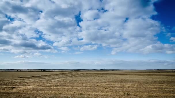 Campo en día soleado — Vídeo de stock