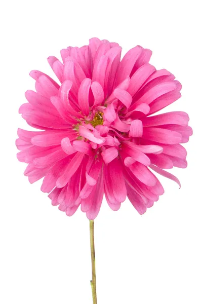 Roze madeliefjebloem — Stockfoto