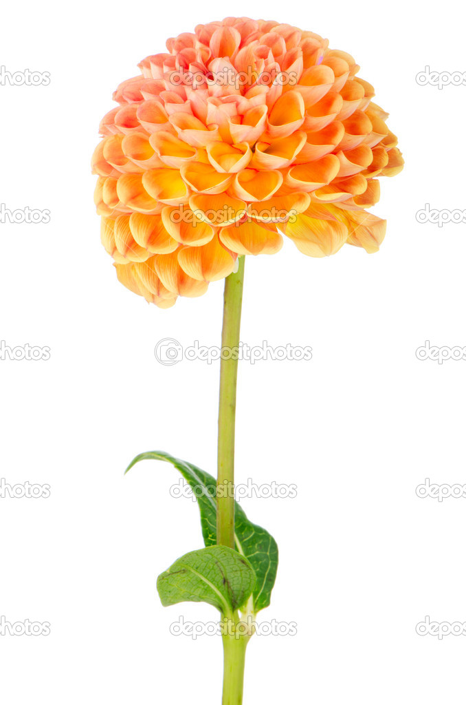 Flor de dahlia laranja fotos, imagens de © homydesign #13542961