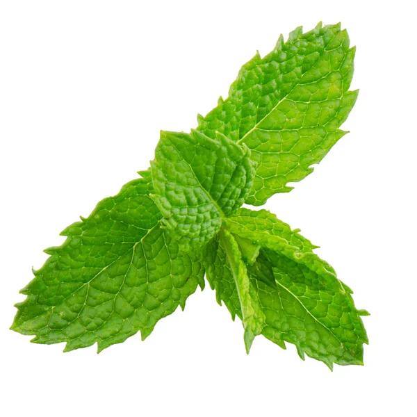 Fresh mint close up — Stock Photo, Image