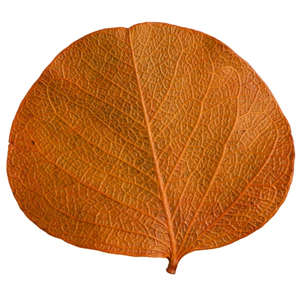 Hoja de otoño — Foto de Stock