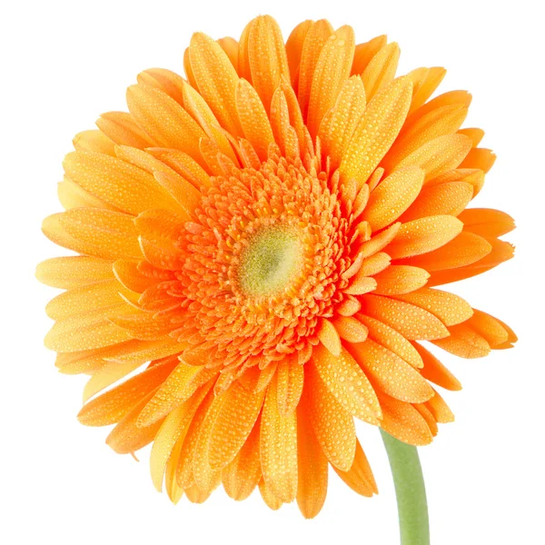 Orange gerbera daisy flower — Stock Photo, Image