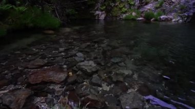 Ormanda bir şelale