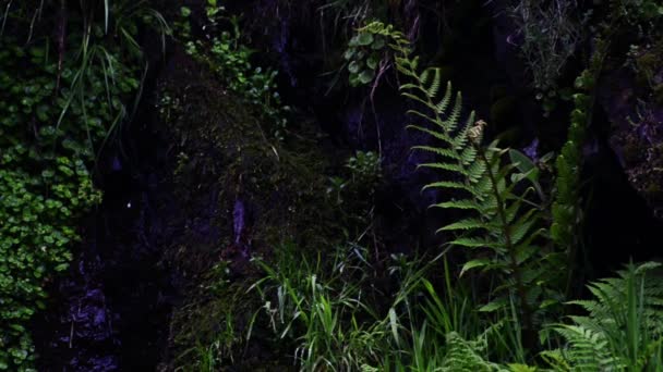 Cachoeira em uma floresta — Vídeo de Stock