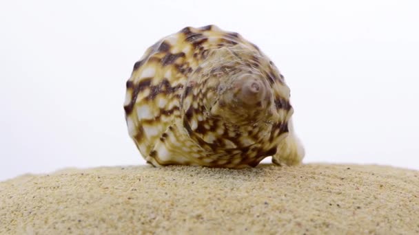Rotující shell — Stock video
