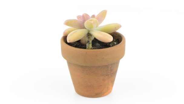 Rotating cactus on a pot — Stock Video