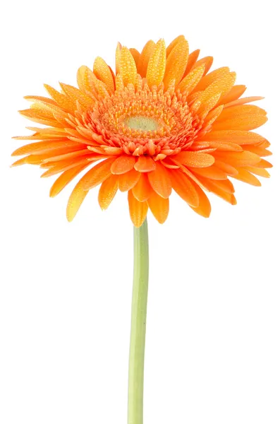 Orangen Gerbera Gänseblümchen Blume — Stockfoto