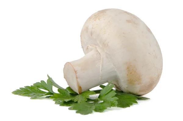 Champignon mushroom and parsley leaves — Stock Photo, Image