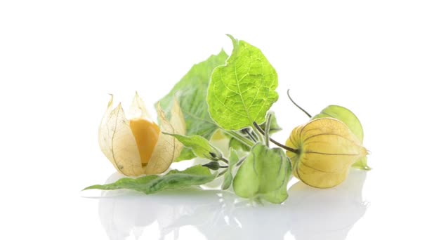 Physalis fruit — Stock Video