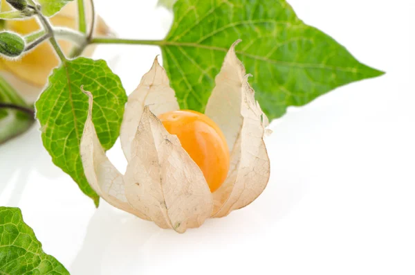 Physalis — Photo