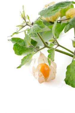 Physalis